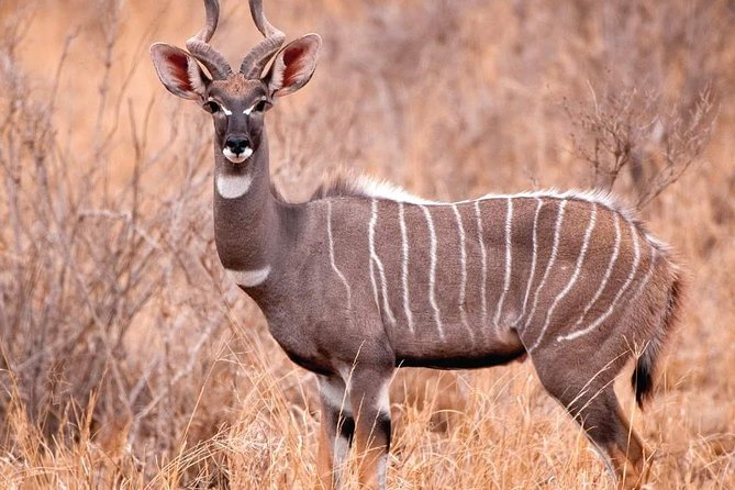 Explore the Big 5 Tanzania Safari 4 Days / 3 Nights - Safety and Health Considerations