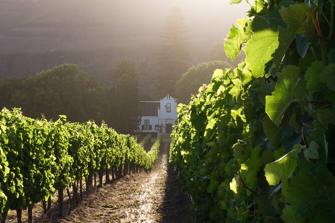 Explore The Cape Winelands - Scenic Vineyard Tours