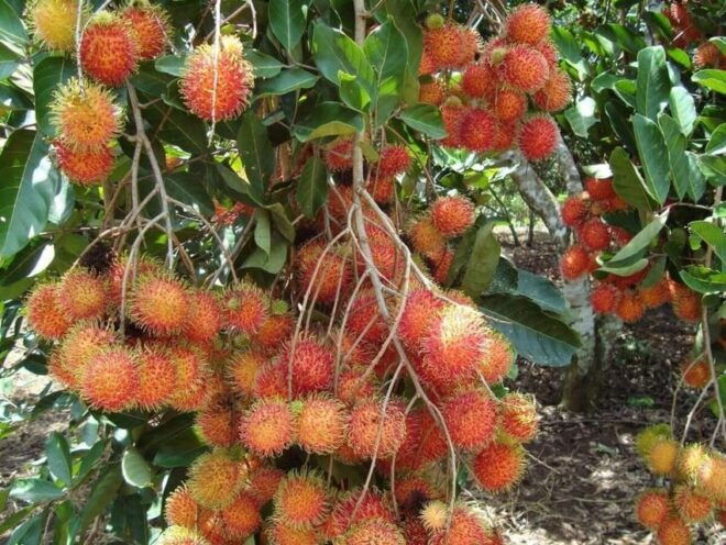 Explore the Charm of Cai Be Fruity Town & Enjoy a Boat Ride - Participant Information