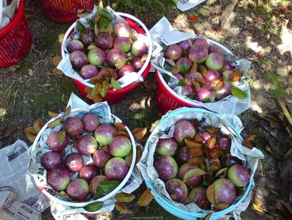 Explore the Charm of Cai Be Fruity Town & Enjoy a Boat Ride - Unique Attractions in Cai Be