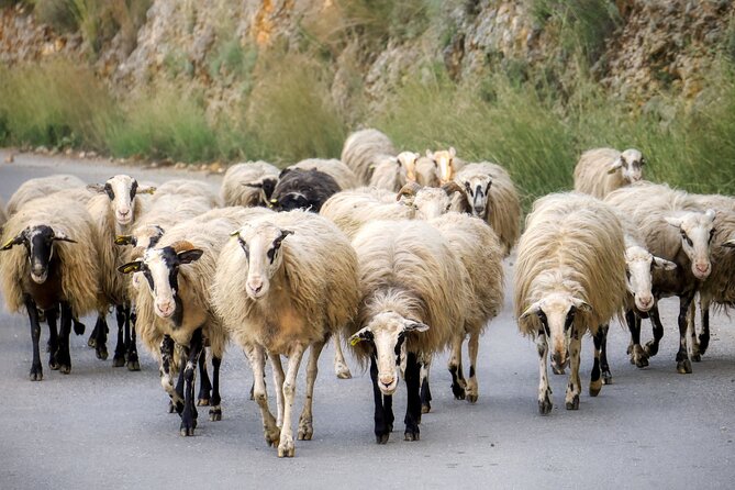 Explore the Cretan Villages of Apokoronas. Private Tour. - Directions