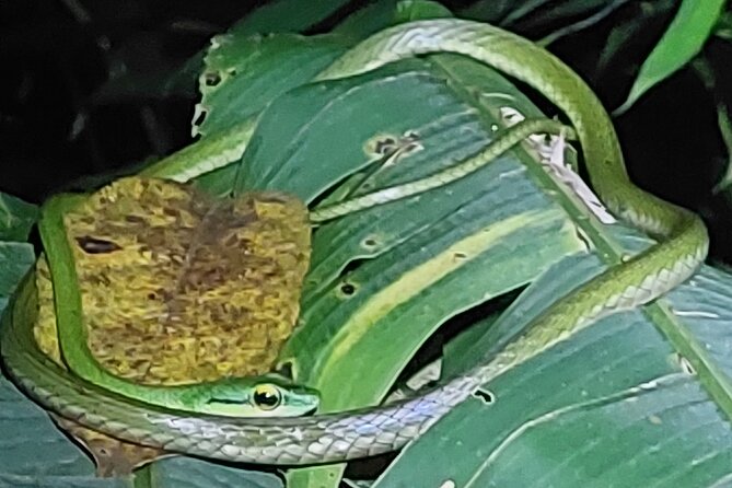 Explore the Dark Side of Nature: Manzanillo Refuge Night Walk - Location Highlights