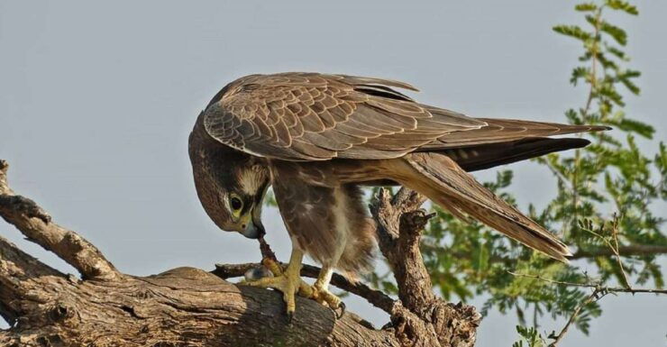 Explore The Desert National Park With Experience Guide - Tour Details