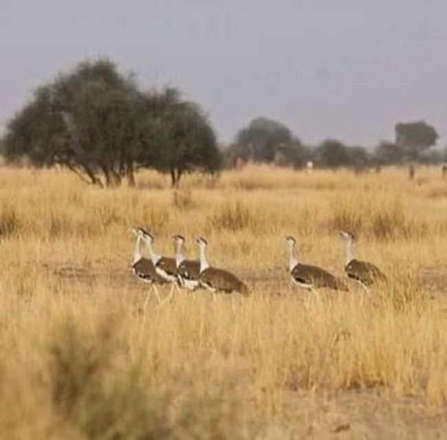Explore The Desert National Park With Experience Guide - Itinerary