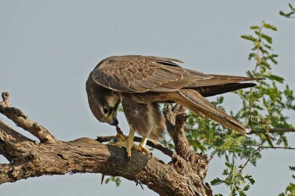 Explore The Desert National Park With Experience Guide - The Sum Up