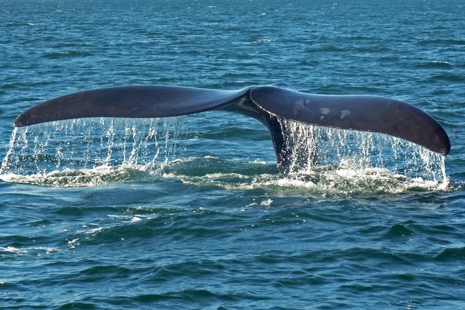 Explore the Garden Route From Cape Town - 4 Days - Accommodation Options During the Tour