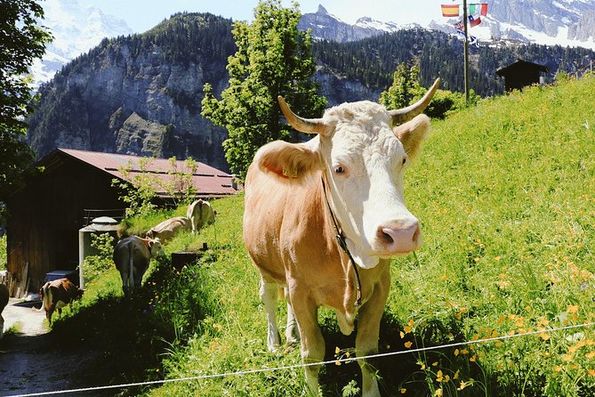 Explore the Instaworthy Spots of Interlaken With a Local - Meeting Point and Booking Details