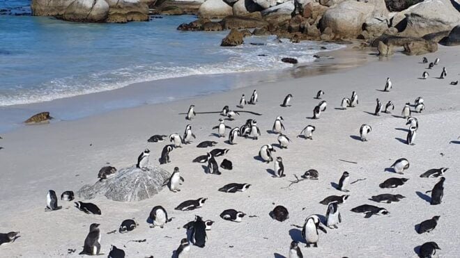 Explore the Majestic Peninsula: Cape Point & Boulders Beach - Inclusions