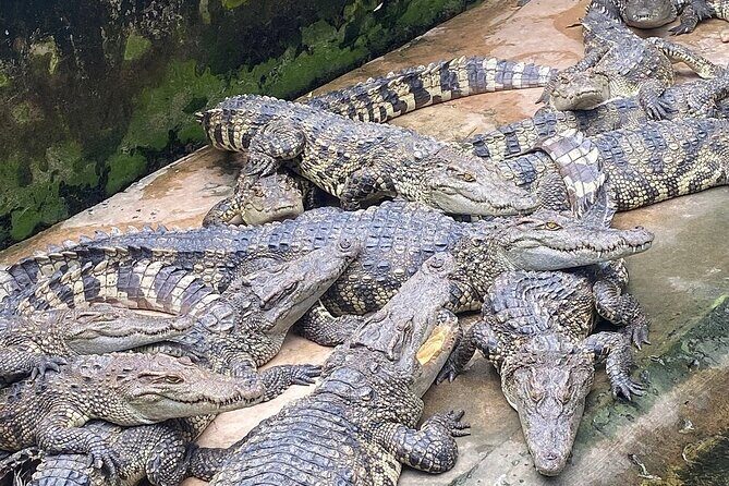 Explore the Mekong Delta: A Luxurious Full-Day Experience - A Closer Look at What You Can Expect