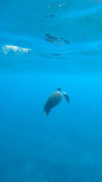 Explore the Ocean - Snorkeling for Beginners Los Cristianos - Good To Know