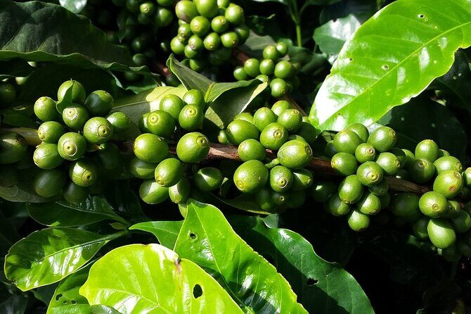 Explore The Rustic Life Of Thekkady - Thematic Breakdown of the Experience