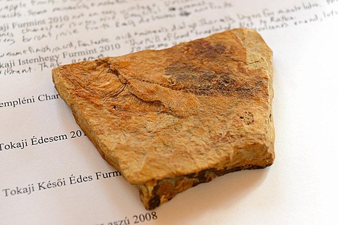 Explore the Sensational Wines of Tokaj - Tokaj Wine Tasting Experience