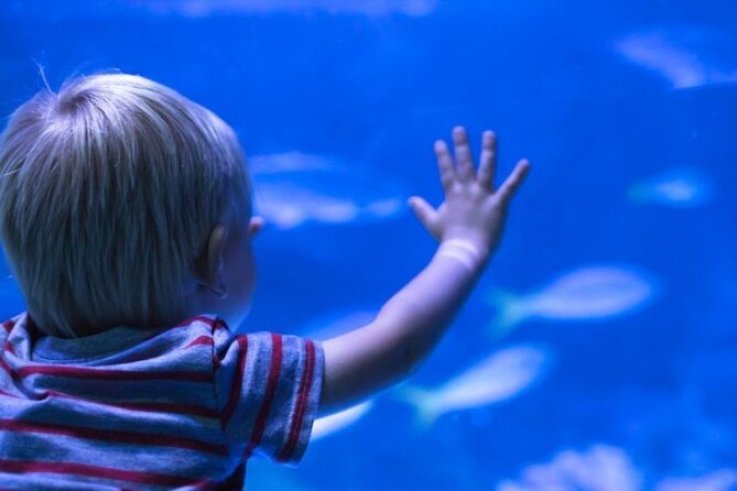 Explore the Underwater Life in a Semi-Submarine From Sharm - Additional Information for Travelers