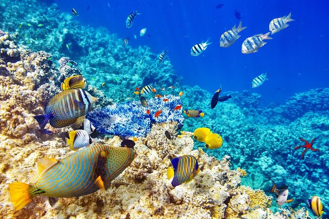 Explore the Underwater Life in a Semi-Submarine From Sharm - Weather-Dependent Experience Guidelines