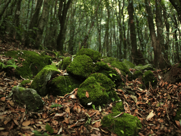 Explore the Wilderness of Shivapuri Hill: Day Hiking - Questions You May Have