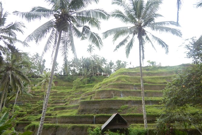 Explore Ubud - Ubud Location Guide