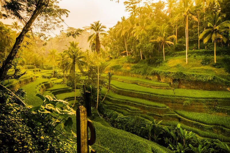 Explore Ubud: Rice Terrace, Temple & Waterfalls Private Tour - Your guide can make the day feel personal