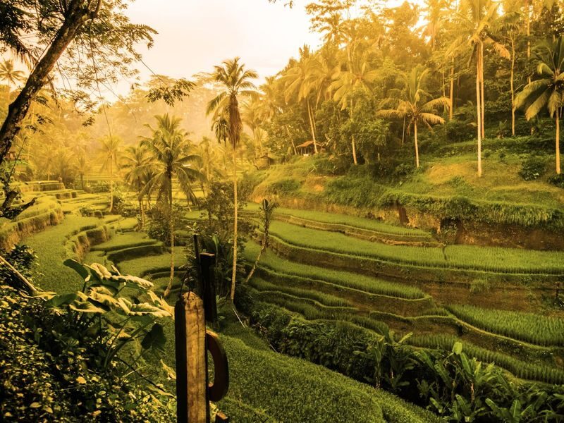 Explore Ubud: Rice Terrace, Temple & Waterfalls Private Tour - Private transport saves planning, not traffic
