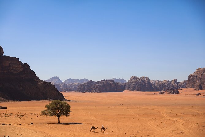 Explore Wadi Rum Desert With Camel Ride Experience With Stay - Reviews