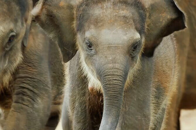 Explore Wild Wonders of Yala - The Itinerary Breakdown