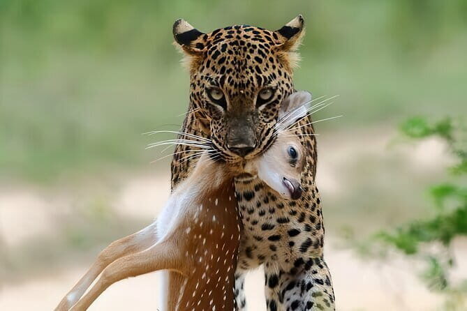 Explore Wild Wonders of Yala - Good To Know