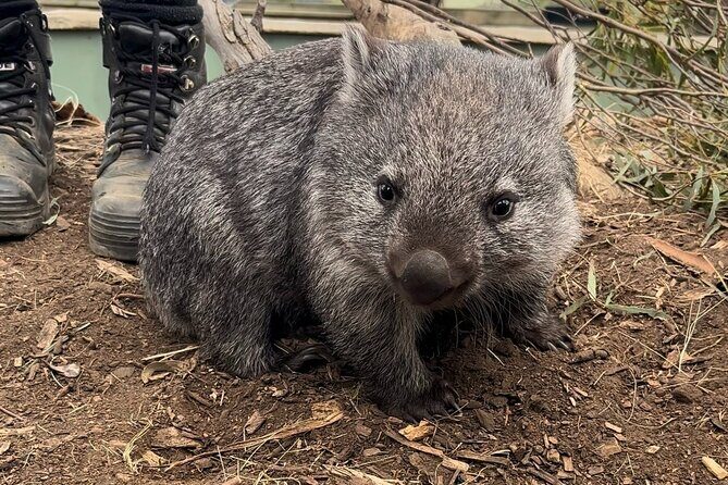 Explore Wildlife and Richmond Heritage Tour - Good To Know