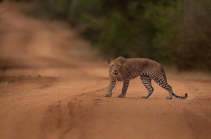 Explore Wilpattu National Park Private 4WD Tour - Who Would Enjoy This Tour?