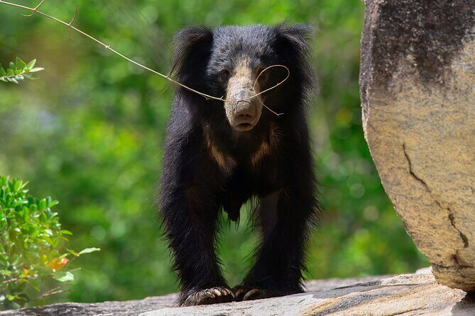 Explore Wilpattu National Park Private 4WD Tour - Final Thoughts