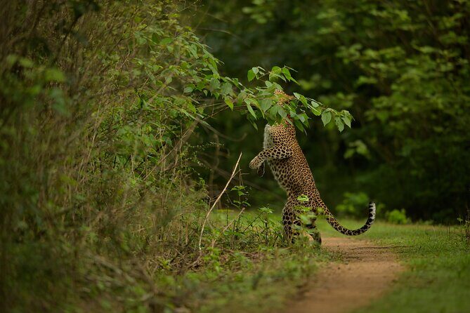 Explore Wilpattu National Park Private 4WD Tour - FAQ