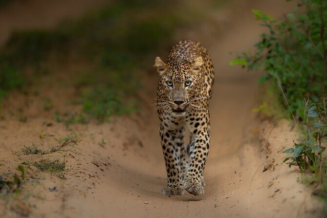 Explore Wilpattu National Park Private 4WD Tour - Who Should Consider This Tour?