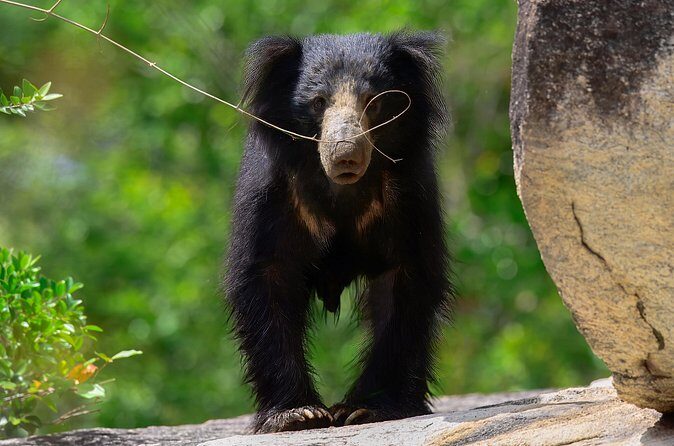Explore Wilpattu National Park Private 4WD Tour - The Sum Up