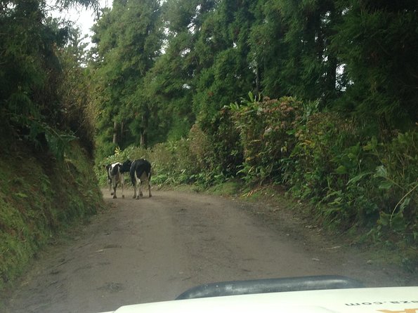 Explore With Our Guides the West Side & Sete Cidades on a Surprising 4x4tour - Traveler Photos and Reviews