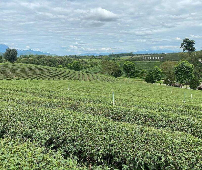 Explorer Border Road and Nature ( Tea and Coffee ) - Good To Know