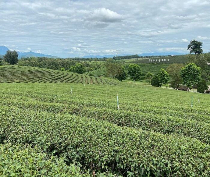 Explorer Border Road and Nature ( Tea and Coffee ) - Returning to Chiang Rai
