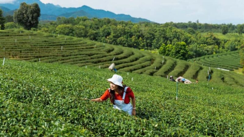 Explorer Border road and Nature (Tea and Coffee) Chiang Rai - An Overview of the Tour Experience