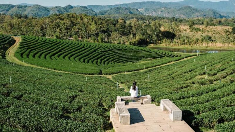 Explorer Border road and Nature (Tea and Coffee) Chiang Rai - Good To Know