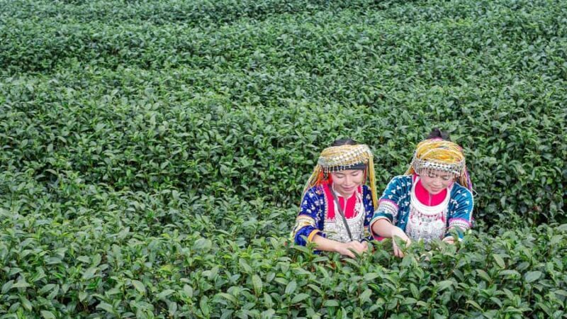 Explorer Border road and Nature (Tea and Coffee) Chiang Rai - Exploring the Chiang Rai Tea and Coffee Tour