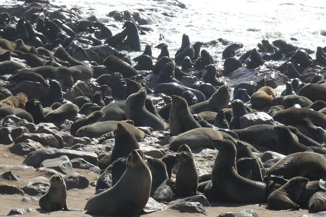 Explorer Cape Cross Seal Colony Day Tour - Good To Know