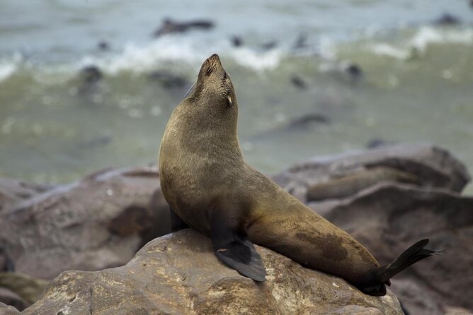 Explorer Cape Cross Seal Colony Day Tour - Inclusions