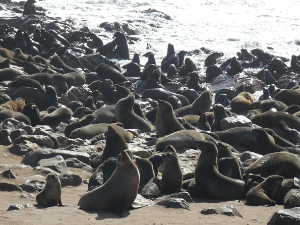 Explorer Cape Cross Seal Colony Day Tour - What To Expect