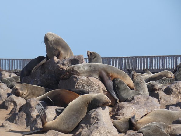 Explorer Cape Cross Seal Colony Day Tour - Additional Information