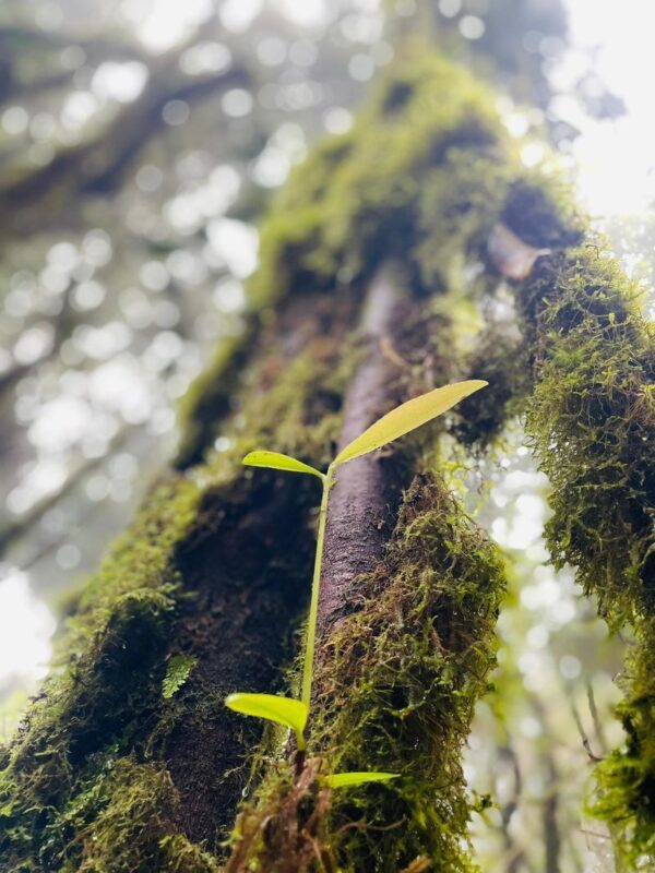Explorers Dream Destinations - What the basic Mossy Forest outing includes