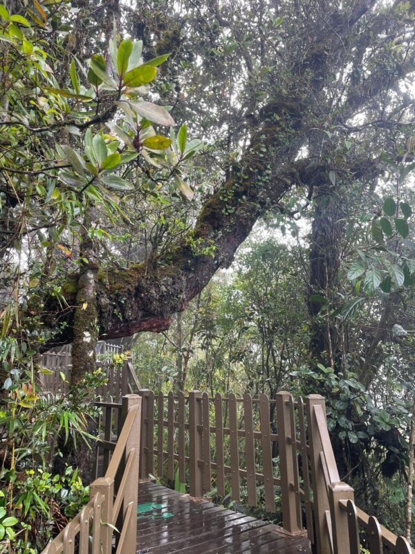 Explorers Dream Destinations - Should you book this Cameron Highlands tour?