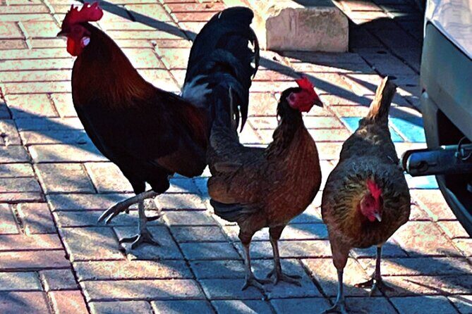 Exploring and Walking Food Tour of Cayo Hueso - FAQ