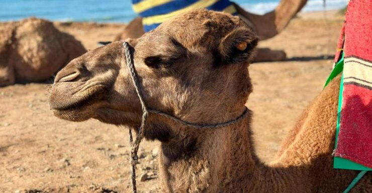 Exploring Asilah: a Day Away From Tangier - Morning Departure and Hotel Pickup