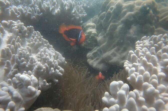 Exploring Cham Islands Day Tour by Speed Boat - Final Thoughts