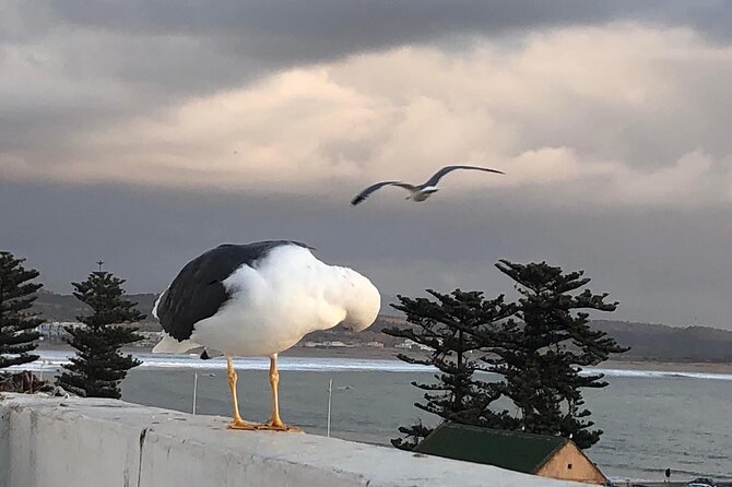 Exploring Essaouira in a Day Trip From Marrakech - Booking Information