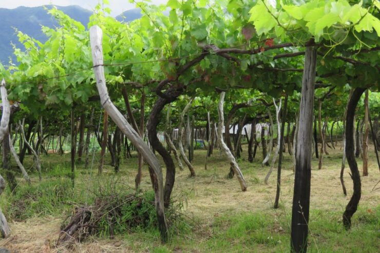 Exploring Exquisite Vineyards and Cabo Girão Skywalk - Vineyard Excursion Overview