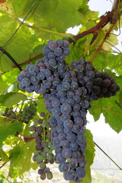Exploring Exquisite Vineyards and Cabo Girão Skywalk - Quinta Do Barbusano Wine Tasting