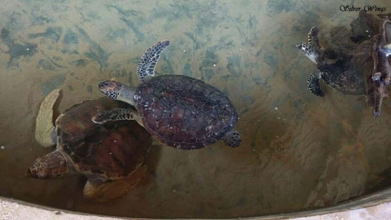 Exploring : Galle, Madu River & Turtle Hatchery Adventure - Transportation & Practicalities